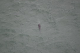 Missing Picture